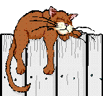 Vorsicht Katze